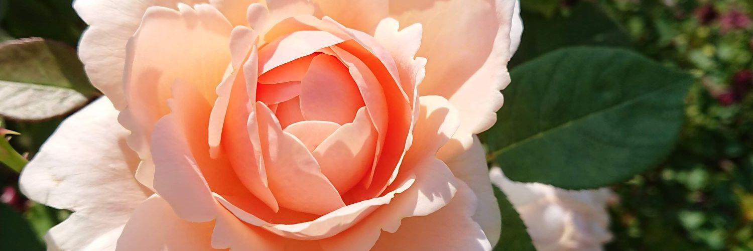 header image