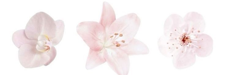 awl 🍥 banner