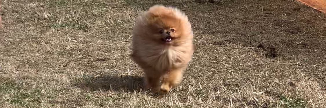 URI( ˊ̱˂˃ˋ̱ )🍊Level Ⅳ banner