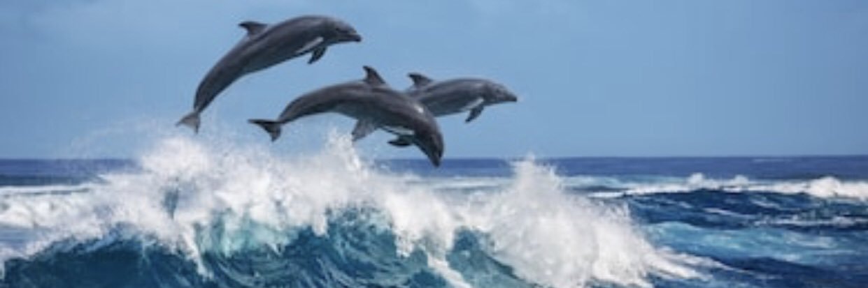 ahoerte1's profile banner image