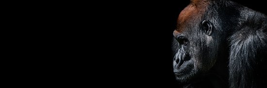 Boss_Monkey_SOL's profile banner image