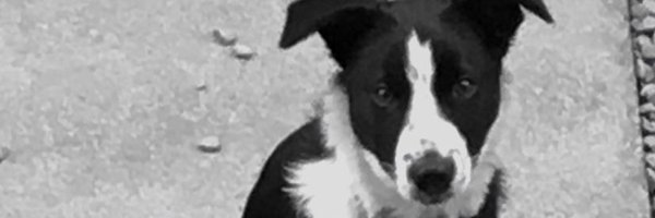 NeilDav80348247 Profile Banner
