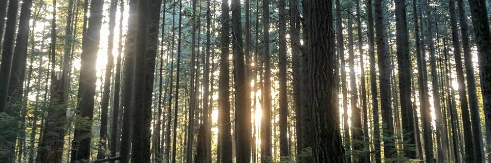 Chantelle Krish banner