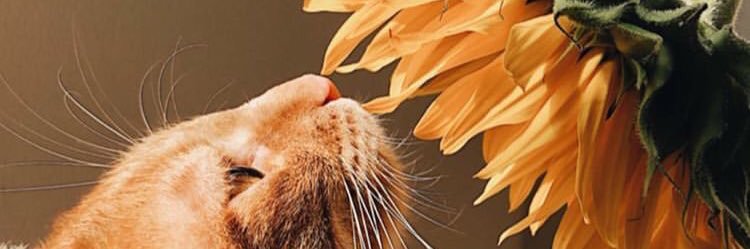 Bubu_Lu's profile banner image