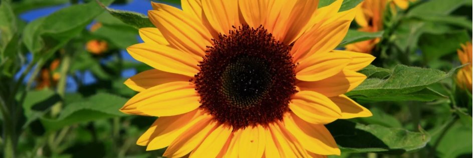 Lis Honey's banner