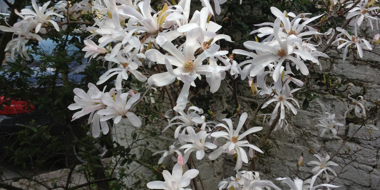 Prof. Ann R David banner