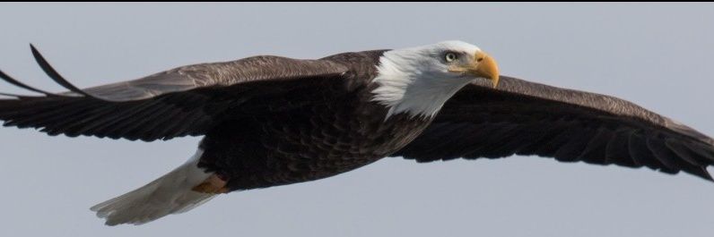 🦅 Bird Photog 🦅 🇺🇲 banner