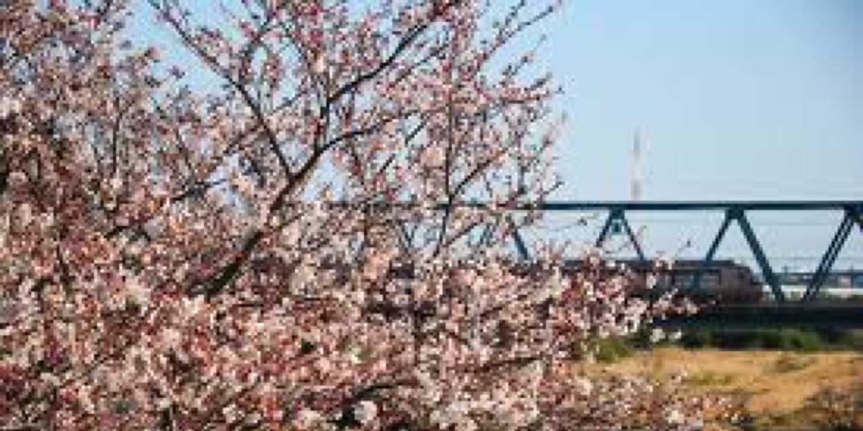 maple1126's profile banner image