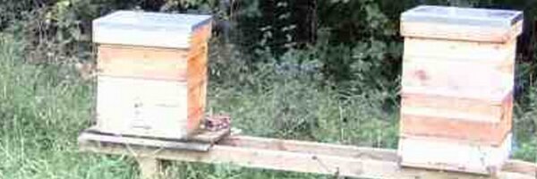 BelfastBees Profile Banner