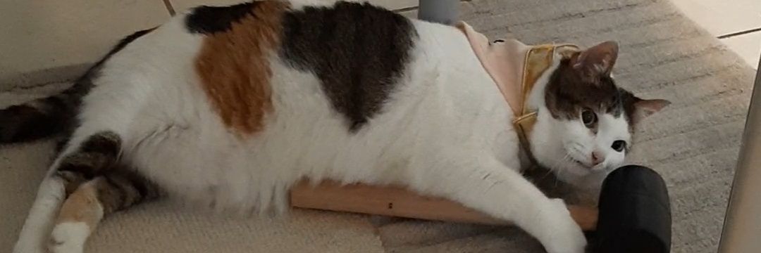 bensteaklover's profile banner image