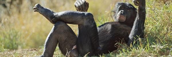 Bonobo_soltero's profile banner image