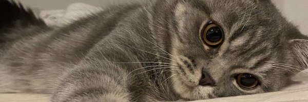 wernwern_SATs Profile Banner