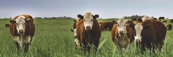 Bruceles_vaca's profile banner image