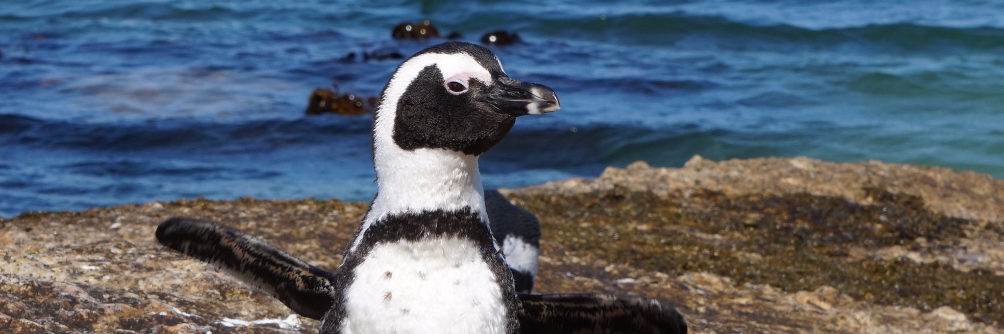 Stacy M Hilliard-Cork banner