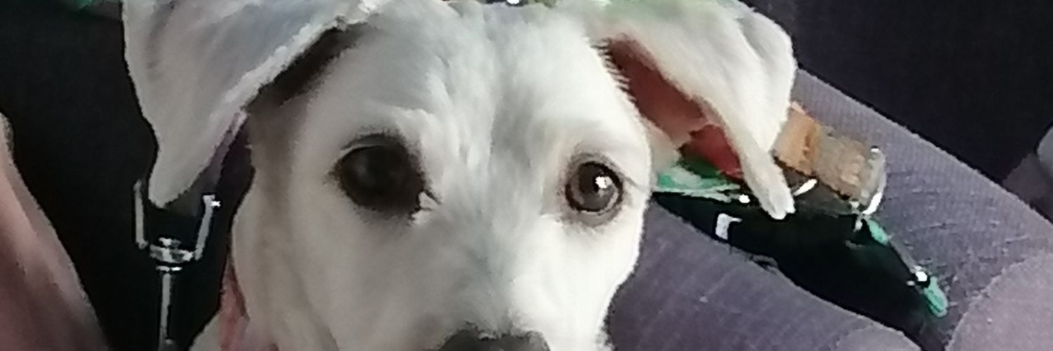 tamara252's profile banner image