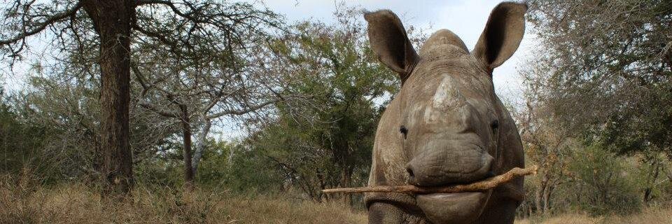 HelpourRhino's profile banner image