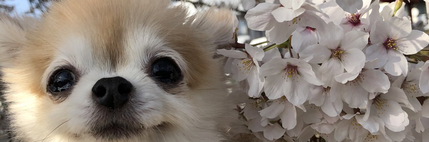 ነቼこ🫲👁️🫱 banner