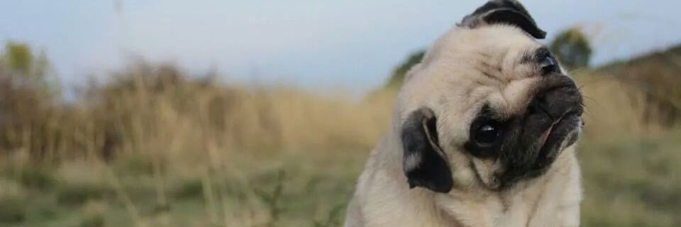 Saritisima_pl's profile banner image