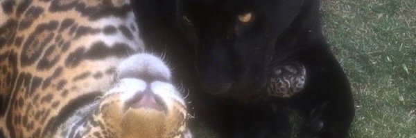 luumbrera Profile Banner