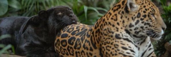 luumbrera Profile Banner