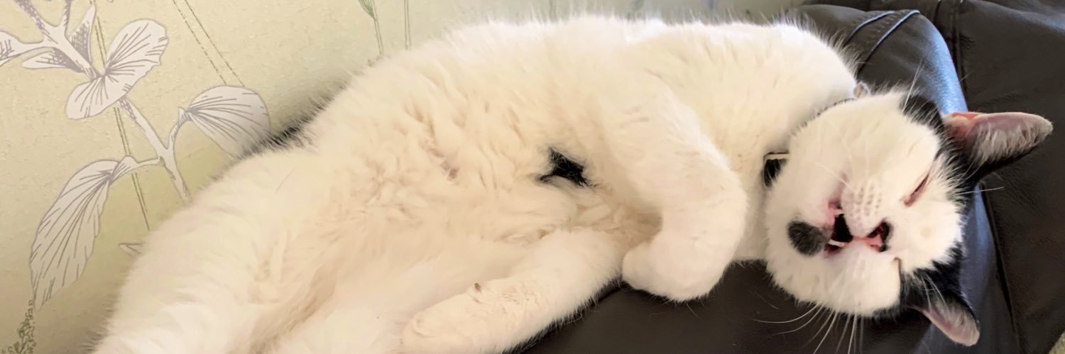 CatMemes's profile banner image