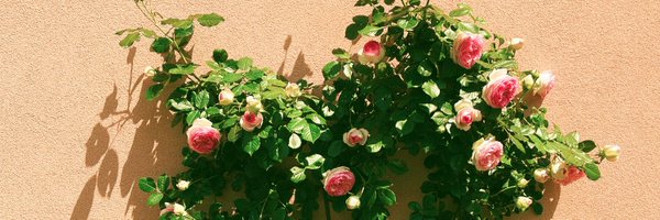 obscureverses Profile Banner