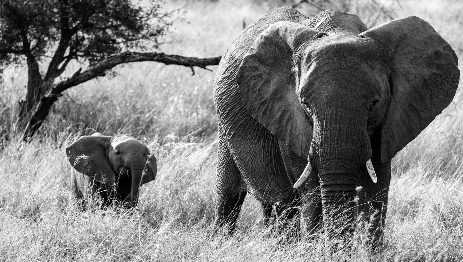 🐘's banner