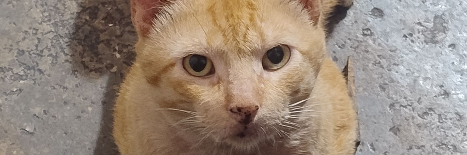 🏟️ aLaNzIIm SpFc 🇾🇪 banner