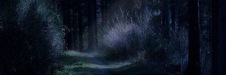 Lotusraindrop's profile banner image