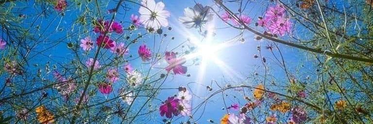 Shellybelly 🟧 banner