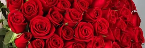 Sibel's banner
