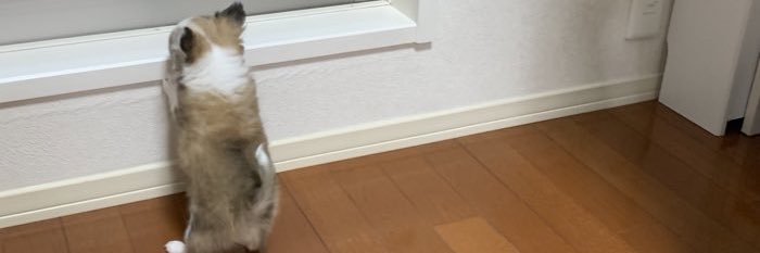 うめ(犬)親管理's banner
