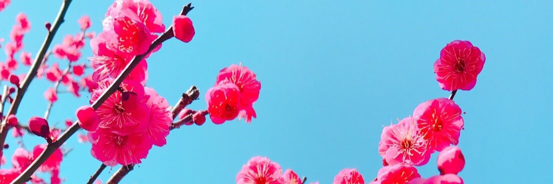 samiya8_2's profile banner image