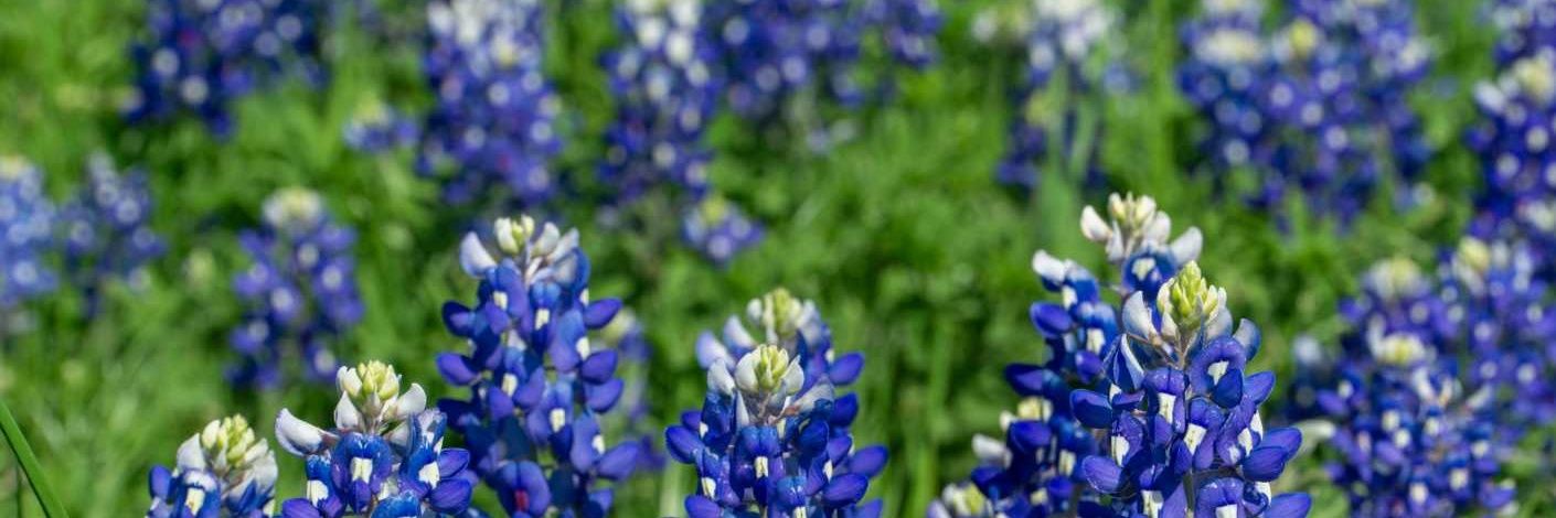 JM🇺🇲☮️ banner