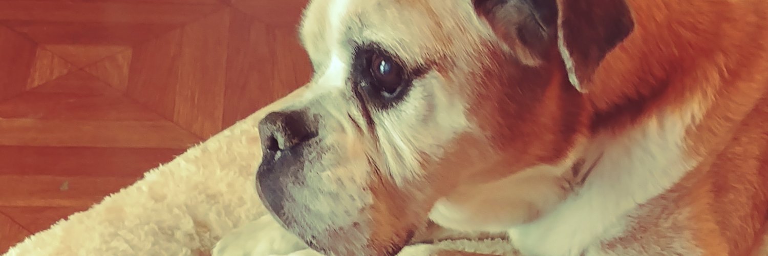 Precious the Boxer 🌈 9.10.22 banner