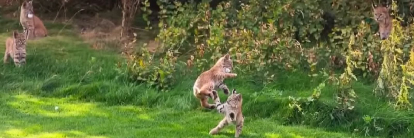 Not The Joker banner