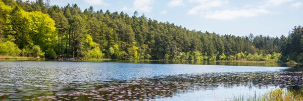 ForestryLS Profile Banner