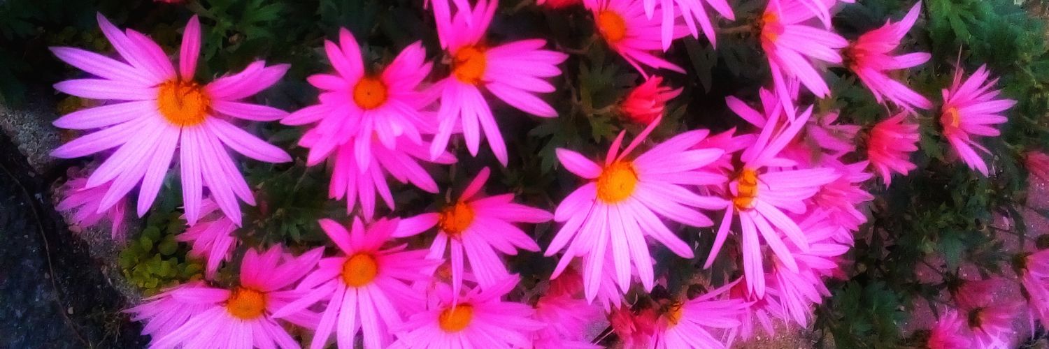 Beata_Roze's profile banner image