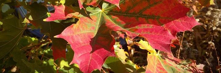 helmakoot's profile banner image