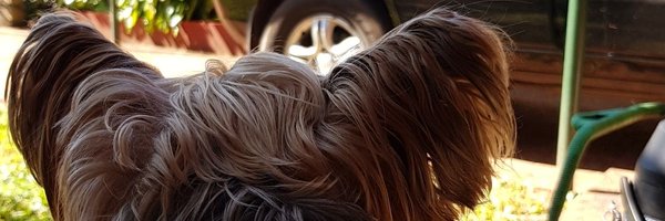 diazpapi Profile Banner