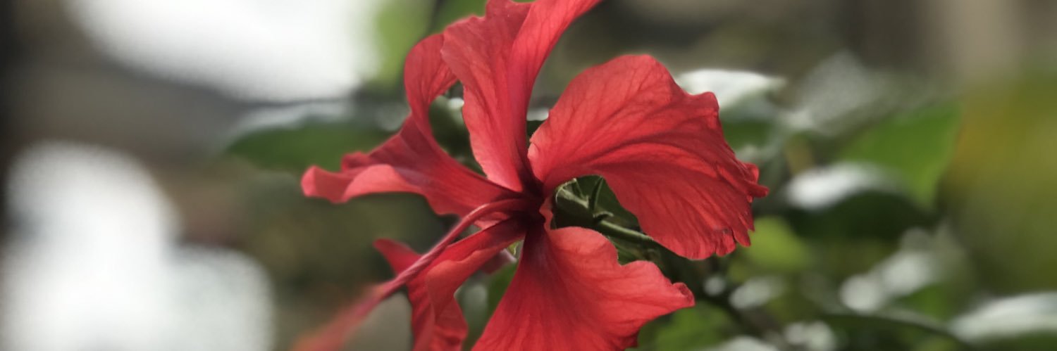 BarelyAliveNik.sol banner