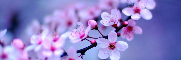 Angelpick Profile Banner