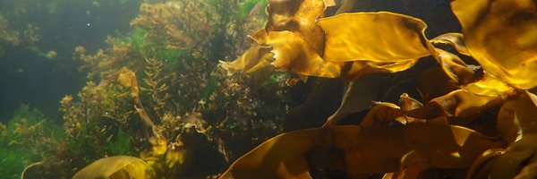 Marine_Forests Profile Banner