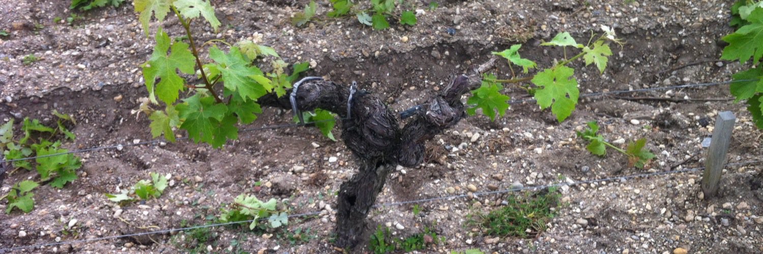 Bosinakis Winery banner