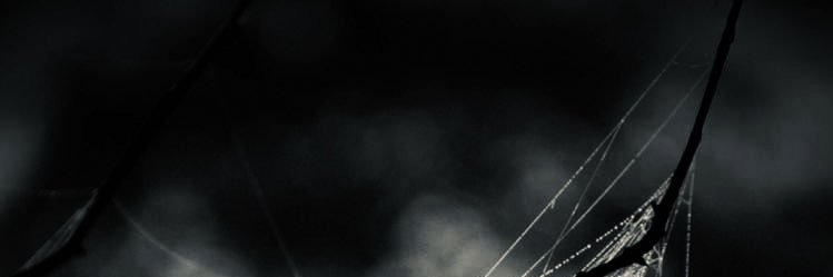 A L Y banner