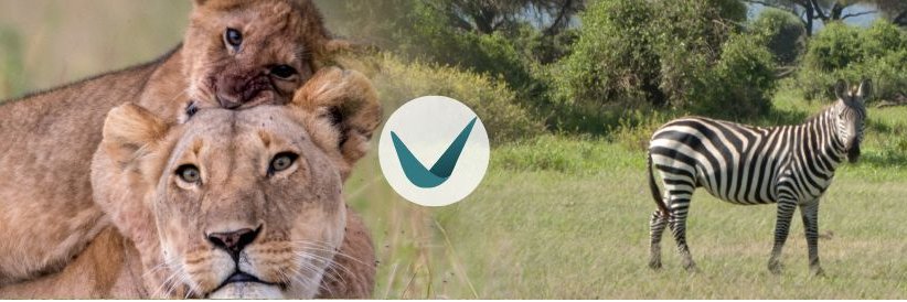 visaprove's profile banner image