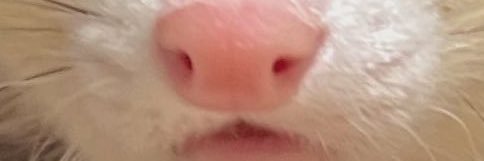 E banner