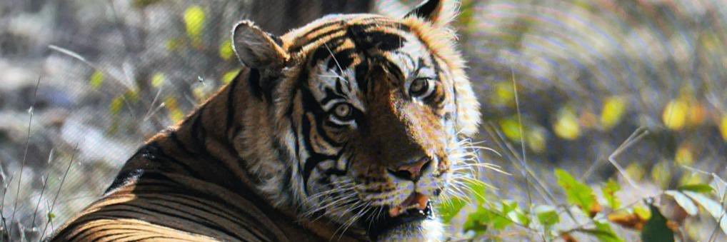 Bijoy Idicheriah banner