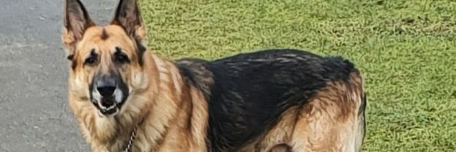 NigeSlatcher's profile banner image