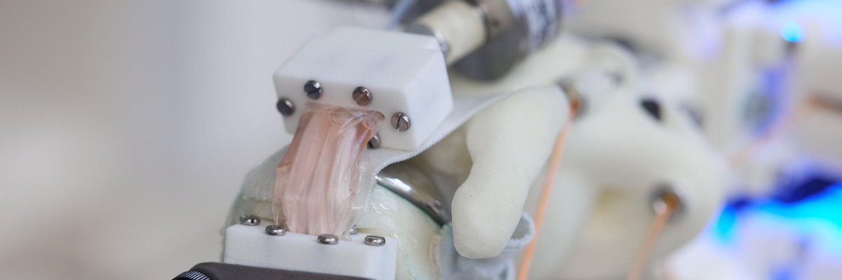 🎎Kake🎎 Raymer banner